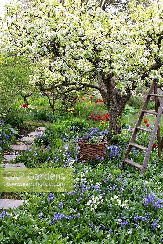 Jardin de printemps avec vieux poirier en fleur. Échelle en bois et panier entouré de plantations de tulipes, hosta, jacinthes et narcisses