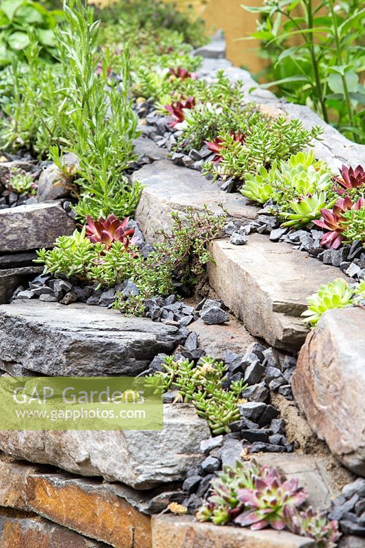 Sempervivum et Thymus poussant dans un mur en pierre sèche. Jardin artisanal: rétablissez-vous bientôt.