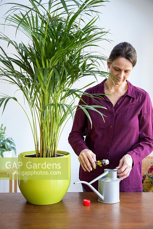 Femme ajoutant des aliments végétaux à l'arrosoir. Areca Lutescens - Palmier papillon