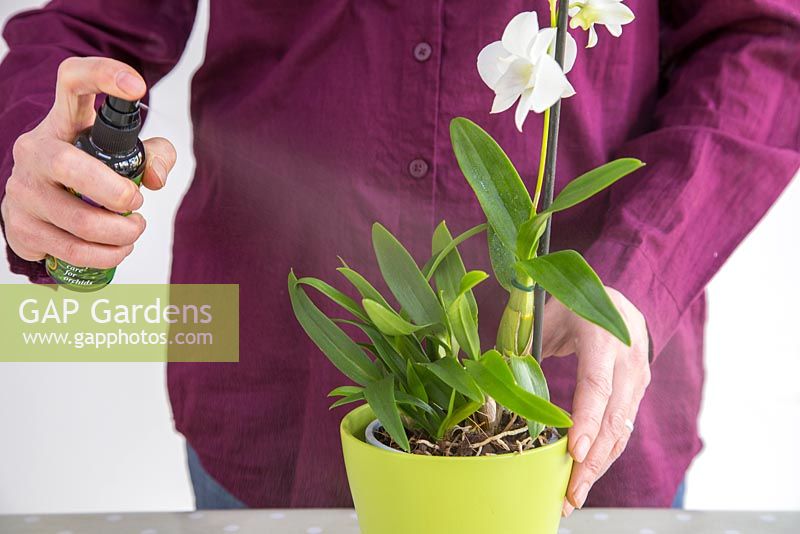 Brumisation d'Orchidée Dendrobium avec une solution spéciale.