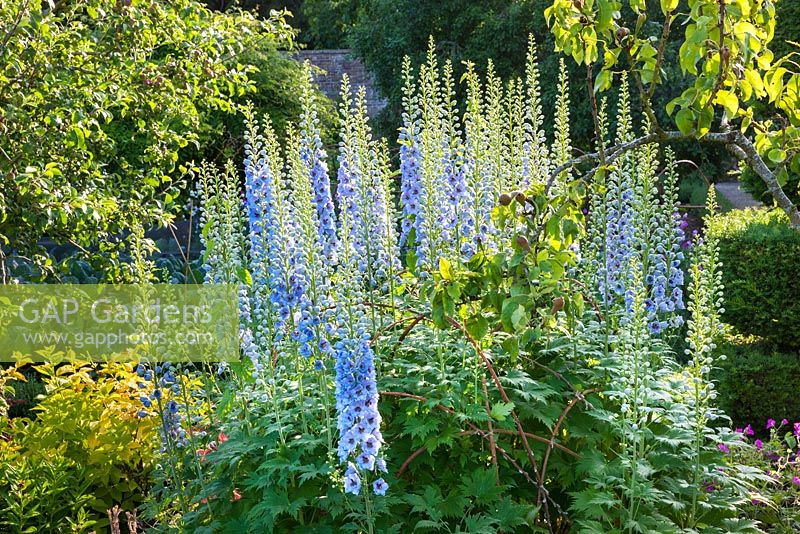 Delphiniums dans le jardin clos, Highgrove juillet 2013.