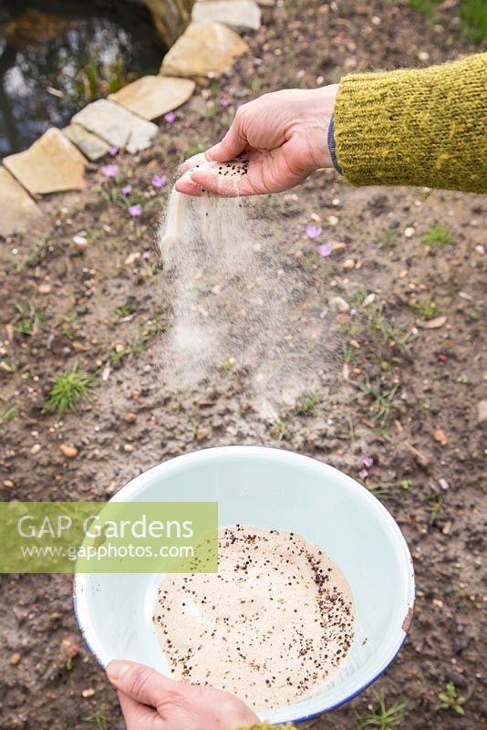 Semer les graines avec du sable pour une distribution uniforme.