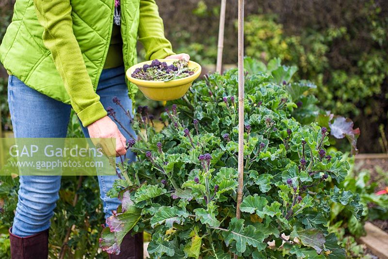 Récolte du brocoli 'Germination violette précoce'