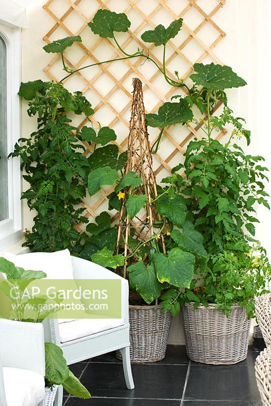 Véranda avec des paniers / pots en osier plantés de tomates et de concombres
