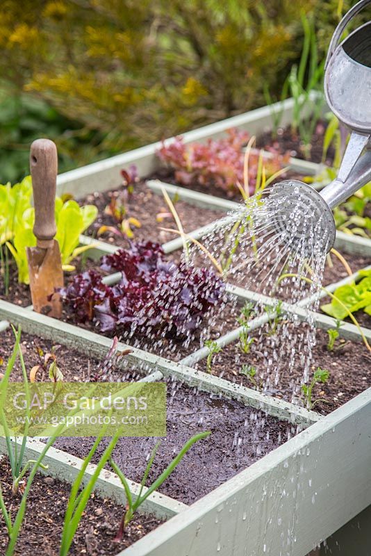Jardinage au pied carré dans un trug de légumes. Planter des feuilles de salade 'brillantes et épicées '. Arrosage