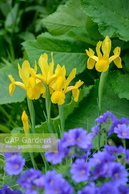 Iris x hollandica. Iris hollandais jaune avec géranium