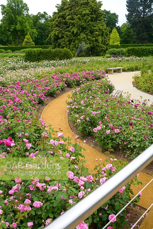 La roseraie, le jardin Savill, le grand parc de Windsor