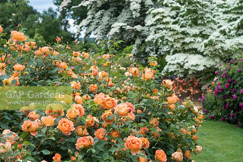 Rosa 'Lady of Shallot '. La roseraie de Bowes-Lyon, RHS Gardens, Wisley, Surrey.