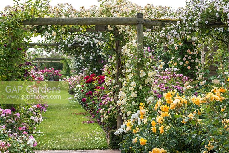 Pergola couverte de roses. Le long jardin, David Austin Roses, Albrighton, Staffordshire.