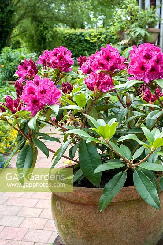 Rhododendron 'Marie Fortie' en pot