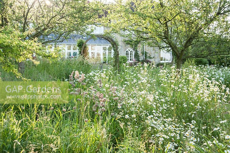 Petit verger plein d'herbes longues et de marguerites oxeye. Forest Lodge, Pen Selwood, Somerset, Royaume-Uni