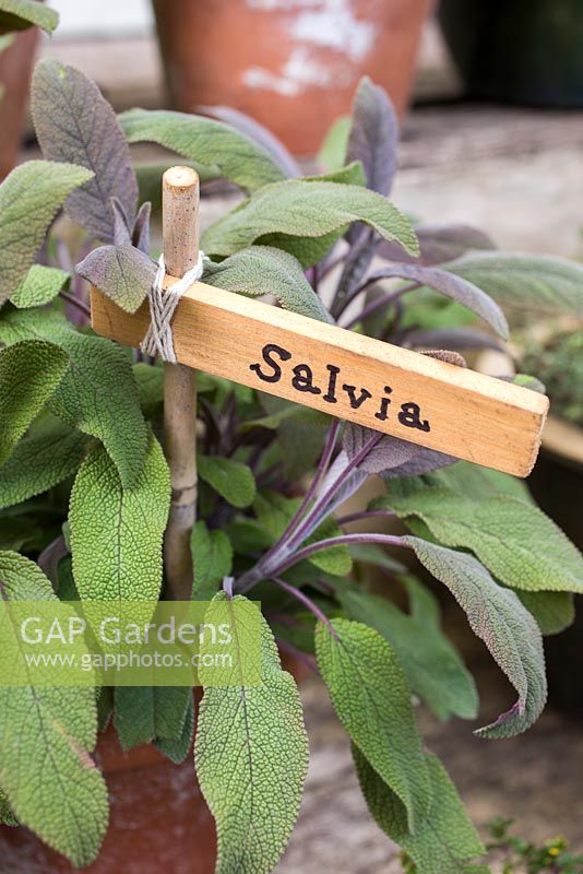 Étiquette utilisée pour la Salvia.