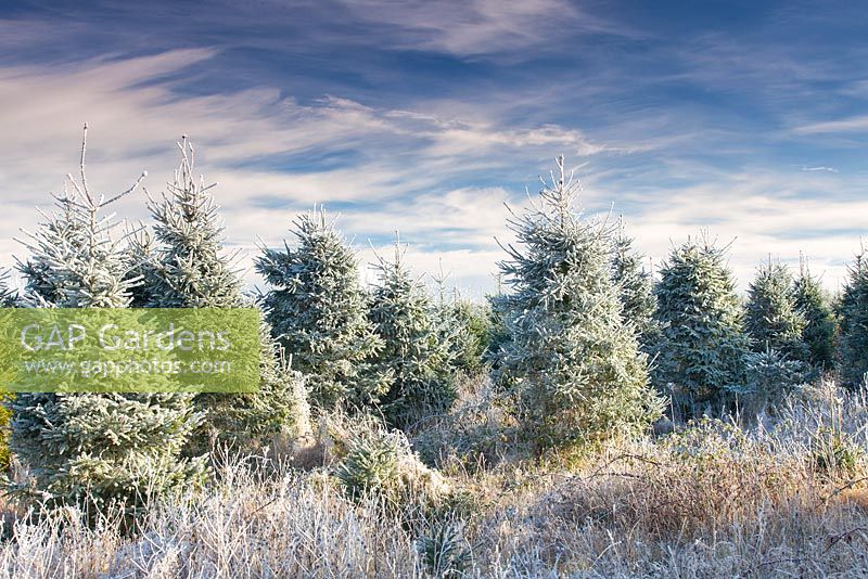 Champ d'arbre de Noël givré dans le Suffolk, Angleterre, Royaume-Uni en hiver.
