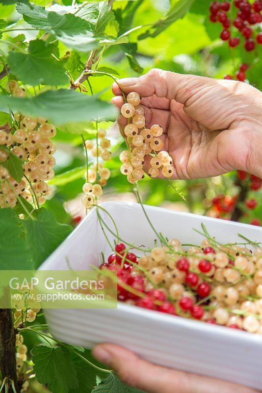 Récolte des fruits de Ribes rubrum 'Jonkheer van Tets' et Ribes rubrum 'Versailles'