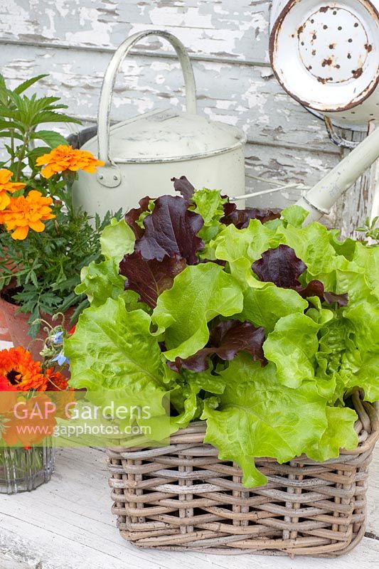Feuilles de salade poussant dans un panier de fleurs comestibles