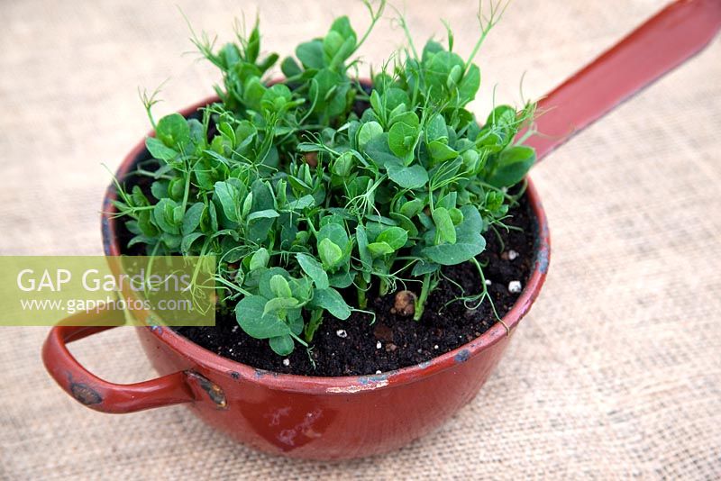 Micro verts - pousses de pois Pisum sativum 'Style'