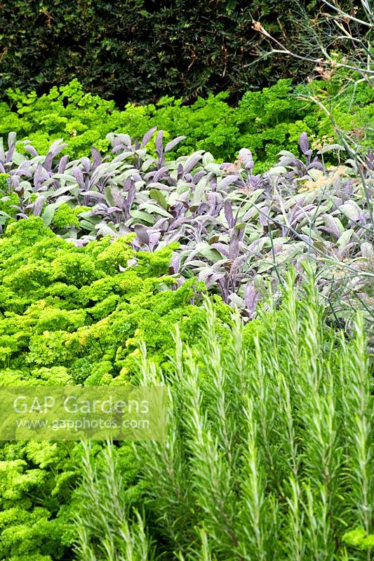 Plantation d'herbes ornementales dans un parterre de fleurs devant une haie d'if avec Persil - Persil 'Champion', Romarin - Rosmarinus officinalis et Sauge - Salvia officinalis Purpurea. Août, Surrey