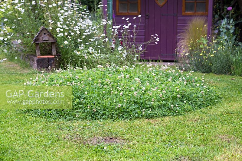 Création d'un monticule de trèfle - Monticule circulaire de trèfle laissé derrière après la tonte. Cela garantit que les insectes et les abeilles reviennent dans votre jardin pour visiter le trèfle en fleurs.