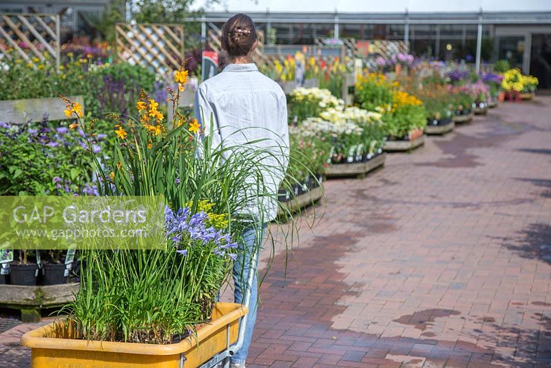 Clientèle tirant un chariot de plantes à travers une jardinerie. Crocosmia et Agapanthus