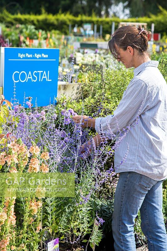 Clientèle parcourant les plantes à thème côtières dans une jardinerie. Scabiosa 'Butterfly Blue'