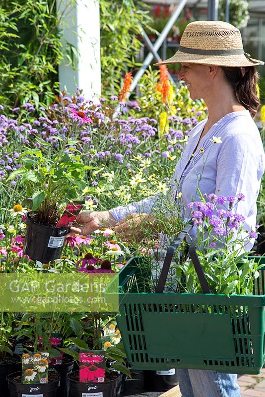 Clientèle féminine parcourant les plantes en vente dans une jardinerie. Échinacée 'PowWow Wild Berry'