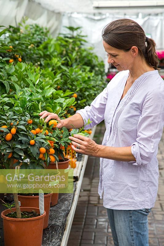 Une femme inspectant les fruits de x Citrofortunella microcarpa, dans un centre de jardinage