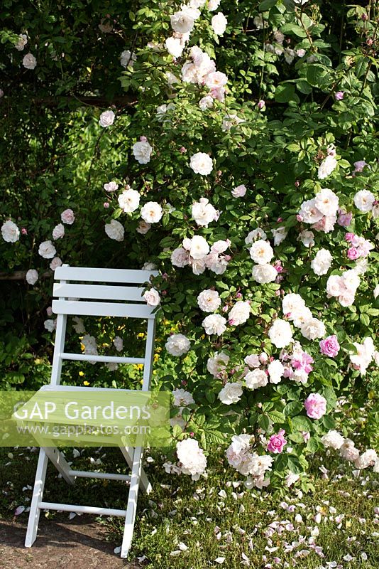Chaise de jardin blanche sous rosier grimpant, Rosa Venusta Pendula, treillis