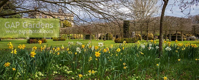 Jardin Highgrove au printemps, avril 2013. Jonquilles et fleurs près de la promenade Maison et Thym