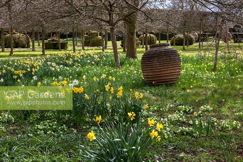 Jardin Highgrove au printemps, avril 2013. Jonquilles et primevères près de la promenade du Thym