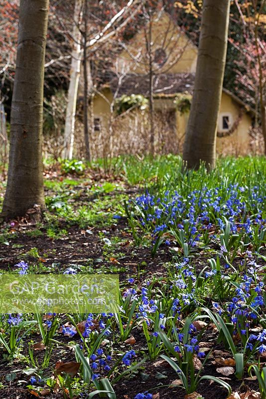 Jardin Highgrove au printemps, avril 2013. Fleurs près du sanctuaire.