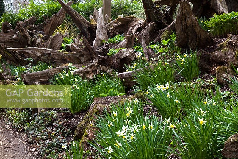 Jonquilles et souches d'arbres dans The Stumpery, Highgrove Garden, avril 2013.