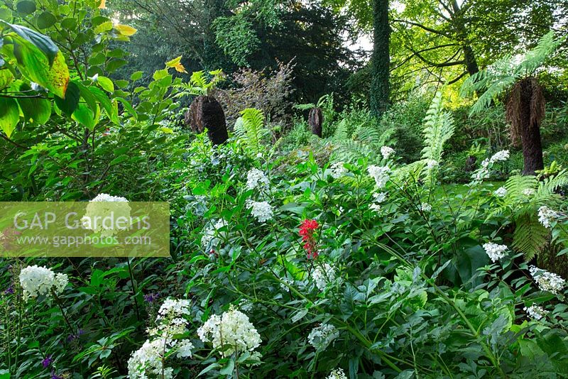 Hortensias panicules et fougères arborescentes dans le jardin de Winterbourne, Highgrove, septembre 2013