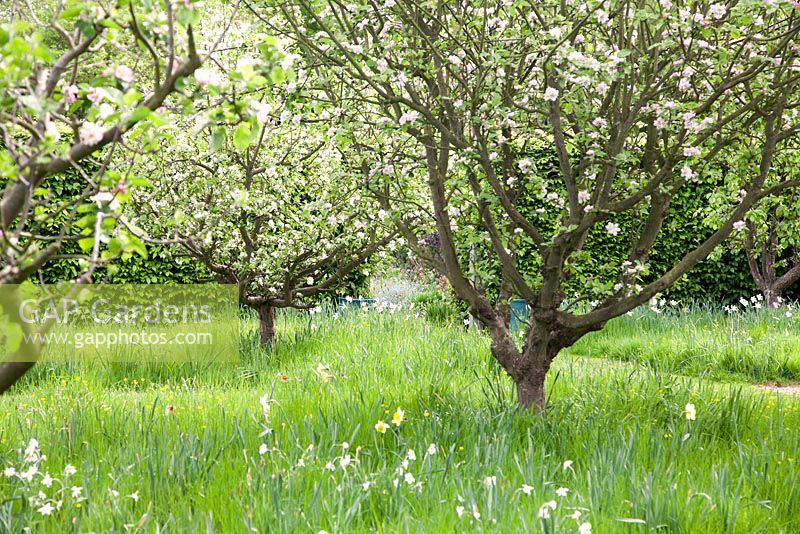 Jardin de printemps sauvage avec fleur et Narcisse