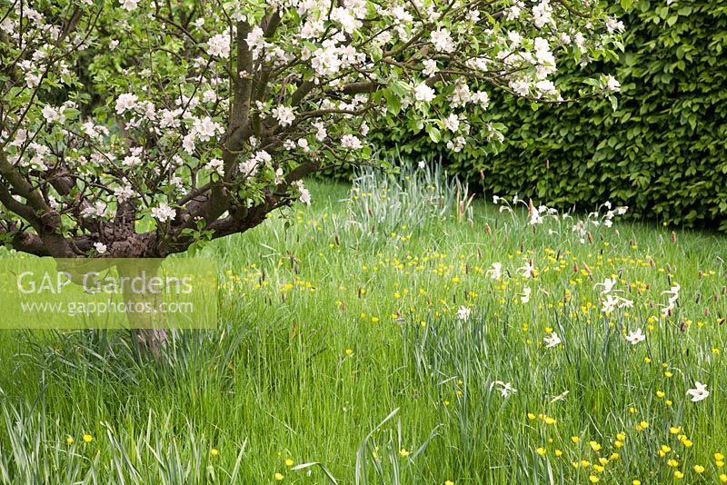 Jardin de printemps sauvage avec Narcisse, renoncules et fleur