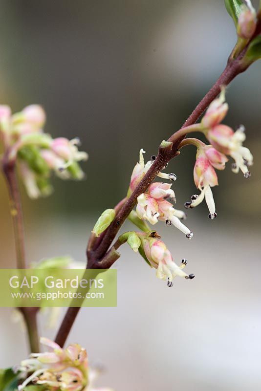 Sarcococca confusa, boîte d'hiver, est un arbuste à feuilles persistantes avec de minuscules fleurs fortement parfumées en hiver. Fait une bonne fleur coupée pour un posie d'hiver.