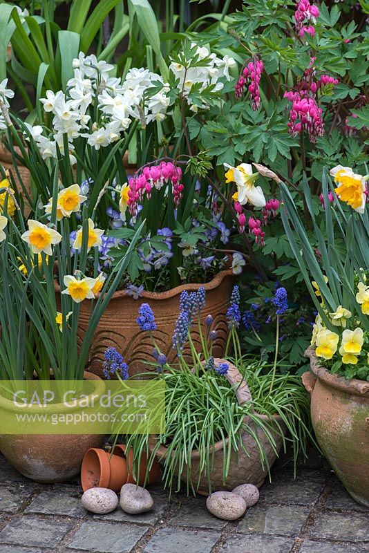 Un étalage de printemps avec Narcisse 'Derringer', 'Orangerie' et 'Silver Chimes', Liriope muscari, alto avec Lamprocapnos spectabilis derrière.