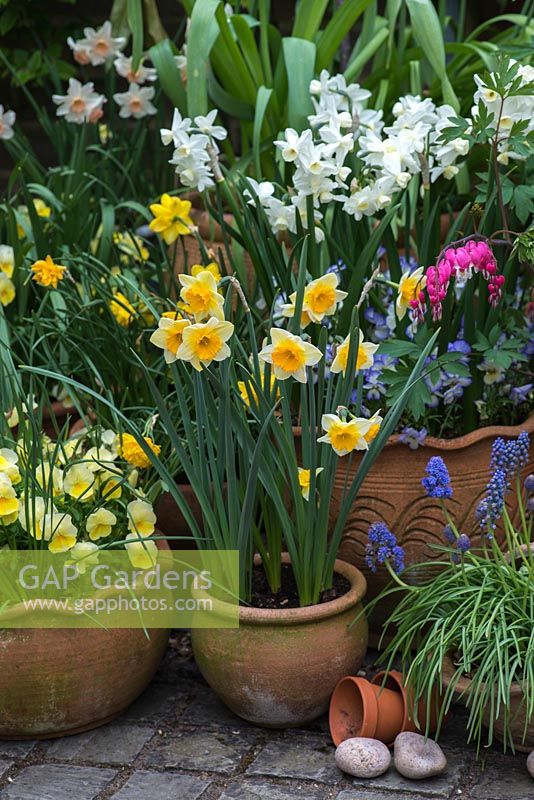 Un pot de printemps avec Narcissus 'Derringer' et 'Silver Chimes', Liriope muscari, alto avec Lamprocapnos spectabilis derrière.