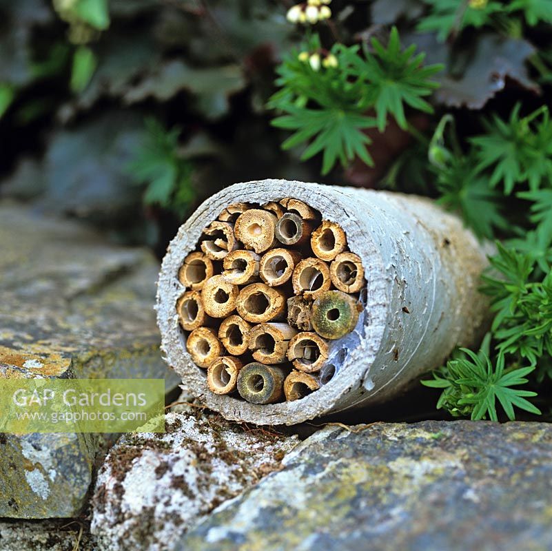 Maison d'abeille maison. Une longueur de pipe contenant des morceaux de bambou sciés, un refuge pour les abeilles et autres insectes.