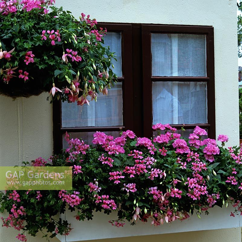Boîte de fenêtre à fleurs roses assortie et panier suspendu de panthère rose fuchsia, mini cascade Cascade de lierre et Pelargonium Occold Profusion.