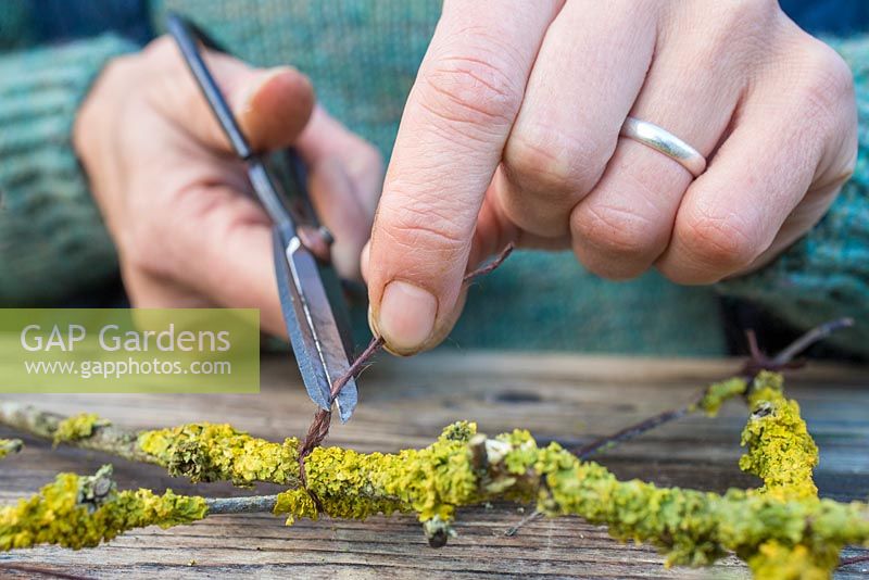 Fixer le Prunus avec des boutures de lichen ensemble à l'aide d'une ficelle fine.