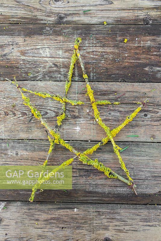 Une étoile festive faite de Prunus avec des boutures de lichen.