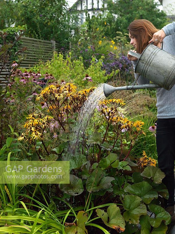 Une jeune femme arrosant Ligularia dentata aimant l'humidité dans un jardin d'été.