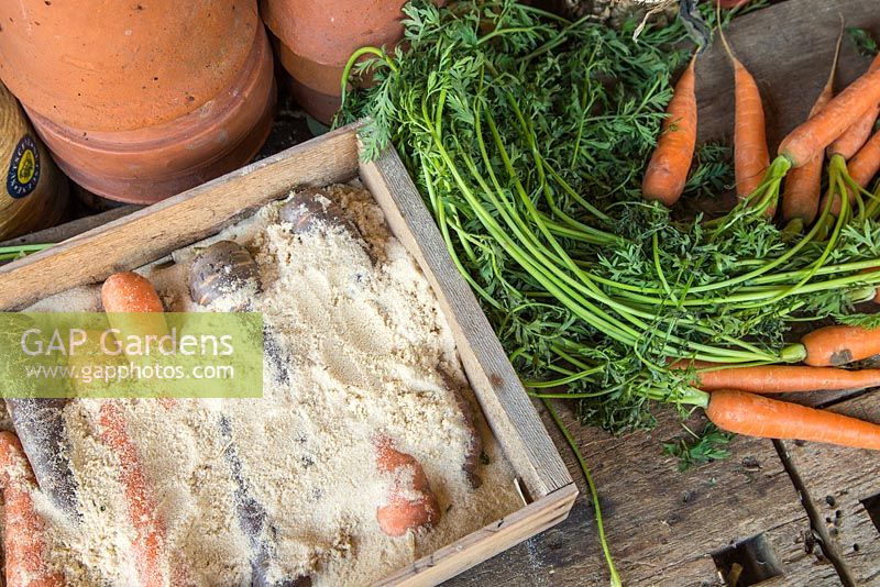 Stockage des légumes-racines - Deux types différents de carottes stockées dans le sable, dans une caisse en bois