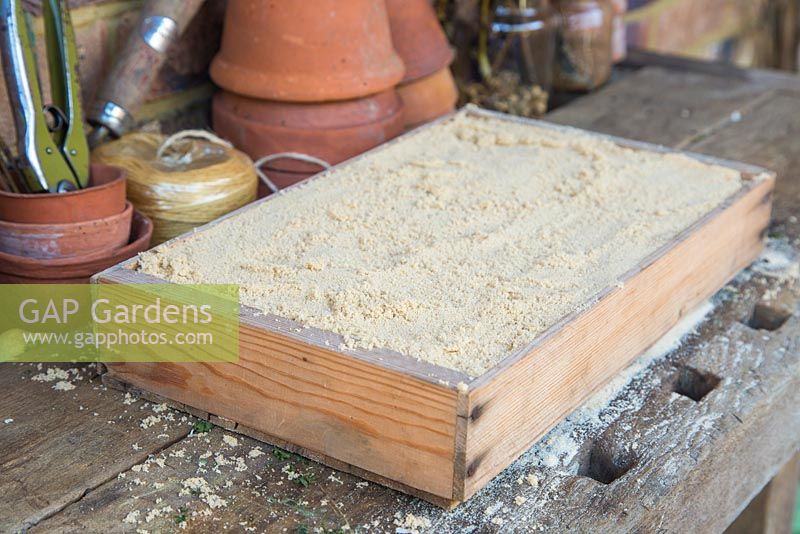 Stockage des légumes-racines - Carottes stockées dans le sable, dans une caisse en bois