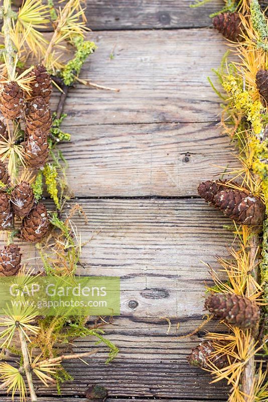 Un parterre composé de feuillage de mélèze, prunus avec lichen et mousse - Bryophyta, contre une surface en bois