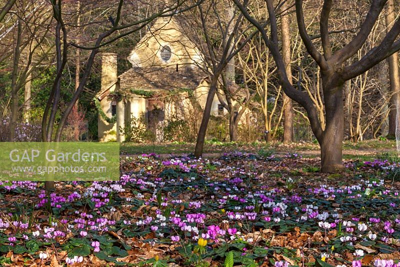 Cyclamen coum et le Sanctuaire de l'Arboretum, Highgrove Garden, mars 2014