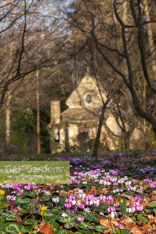 Le jardin de Highgrove. 12 mars 2014, Cyclamen coum dans l'Arboretum