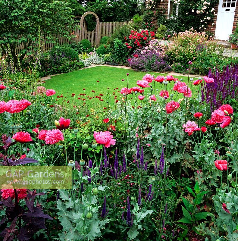 Vu à travers le pavot à opium et Superba salvia, pelouse bordée de ceanothus, nepeta, hortensia et Rosa Rosemary Rose. Porte de lune de chêne au-delà.