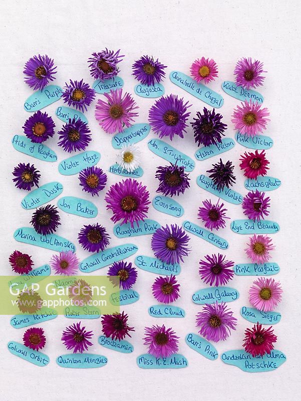 Collection nationale de plantes d'asters à fleurs d'automne. Différentes têtes de fleurs disposées sur lin pour montrer la large gamme de couleurs. Étiquettes portant des noms de variétés.