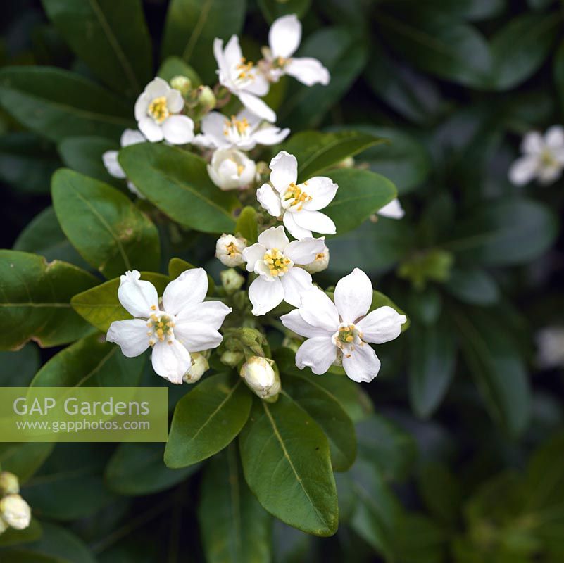 Choisya ternata, fleur d'oranger du Mexique, un arbuste à feuilles persistantes avec des feuilles vert foncé et des fleurs blanches parfumées au printemps et à nouveau en automne.